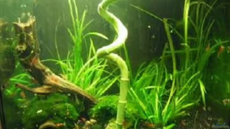 Aquarium Hauptansicht von Becken 5737 von Kristin Bönisch (1)