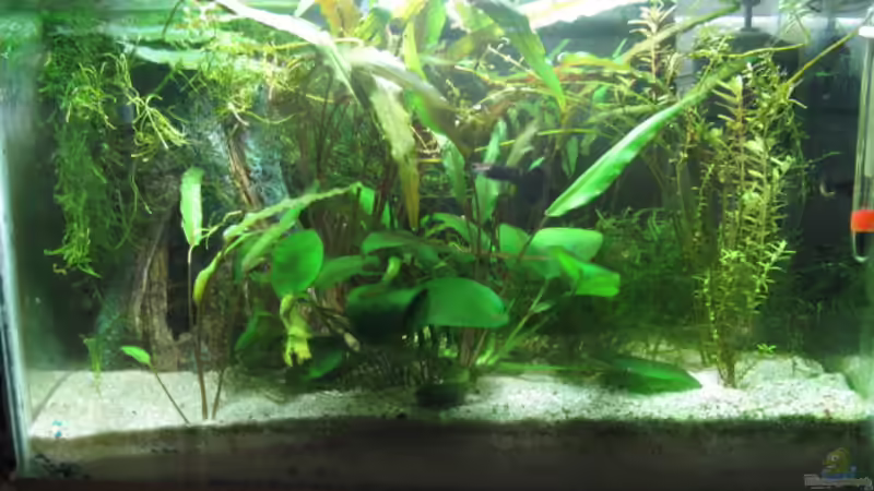 Aquarium Hauptansicht von Becken 5742 von Kocki (1)