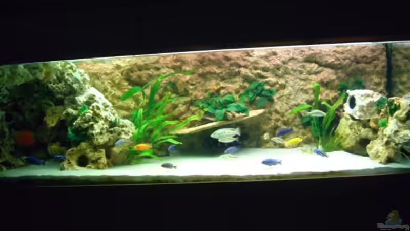 Aquarium Hauptansicht von Becken 5765 von Christof Brixner (1)