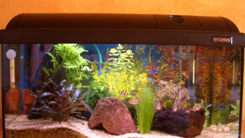 Aquarium Hauptansicht von Becken 5768