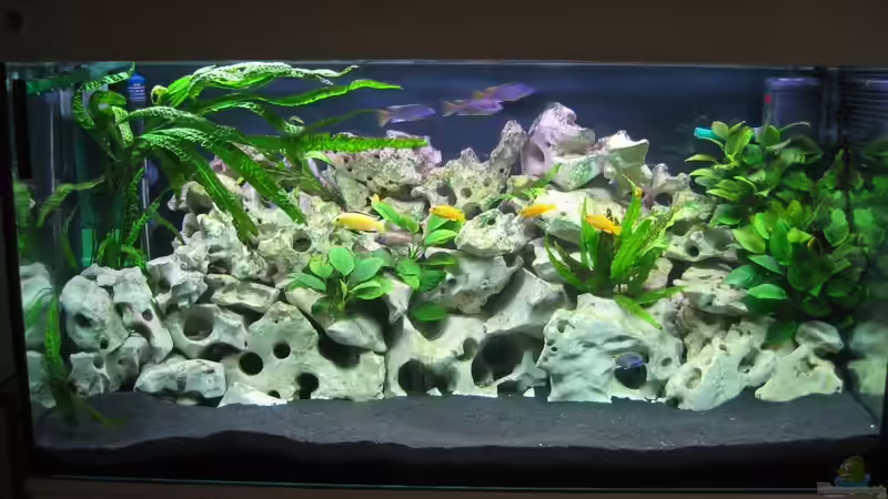 Aquarium Hauptansicht von Becken 5784 von Qthree (1)