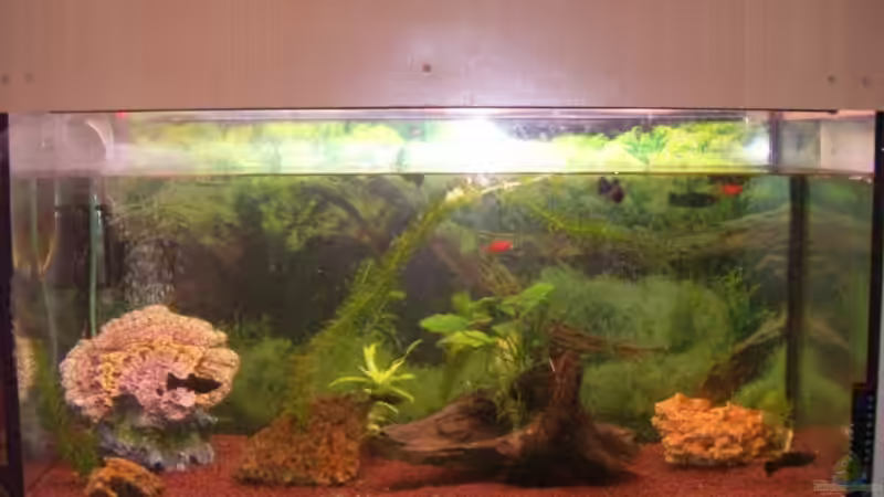 Aquarium Hauptansicht von Becken 5794 von Stefan Danner