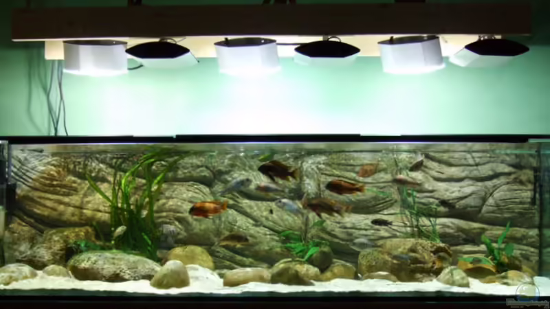 Aquarium Hauptansicht von Becken 5798 von Kay - Uwe Focke (1)