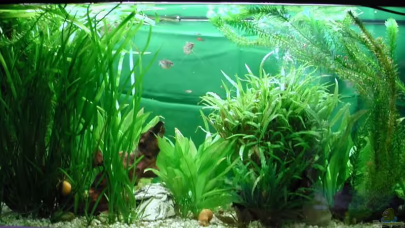 Aquarium Hauptansicht von Becken 5803