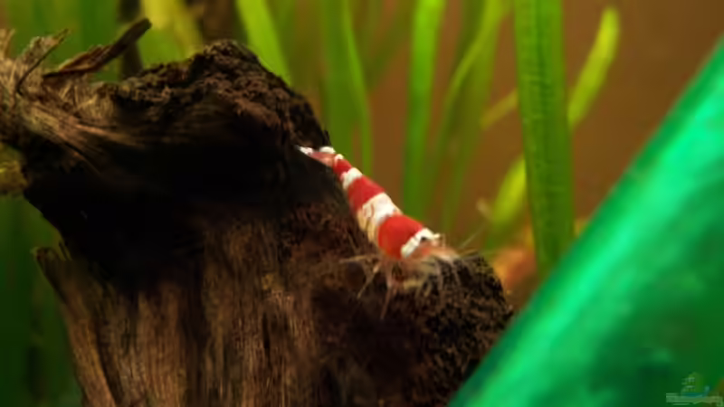 Aquarium Hauptansicht von Becken 5818