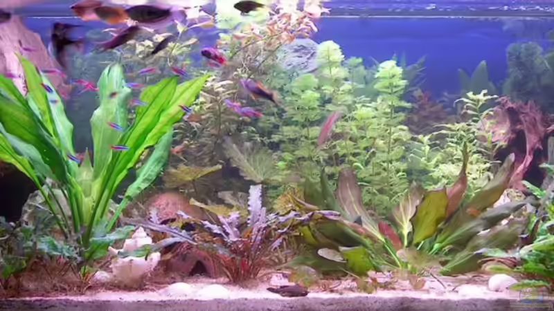 Aquarium Hauptansicht von Becken 583