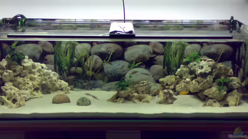 Aquarium Hauptansicht von Becken 5831 Aquarium Hauptansicht von Becken 5831