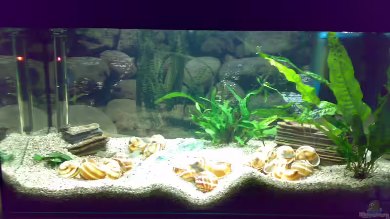 Aquarium Hauptansicht von Becken 5850 von Carsten Stange (1)