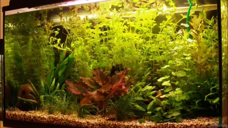 Aquarium Hauptansicht von Becken 5876 von Felix Bier (1)