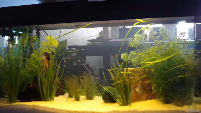 Aquarium Hauptansicht von Becken 5884 von Sven Hönecke (1)