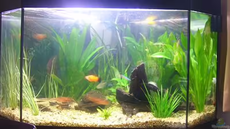 Aquarium Hauptansicht von Becken 5893 von Thomas Hauschildt (1)