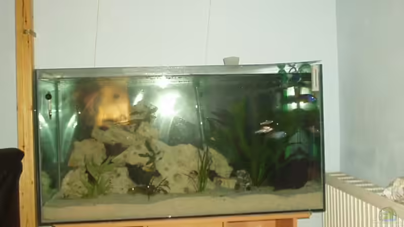 Aquarium Hauptansicht von Becken 59 von Rudolf Kiklin (1)