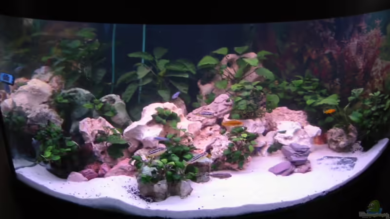 Aquarium Hauptansicht von Becken 5905 von Mario Strutz (1)