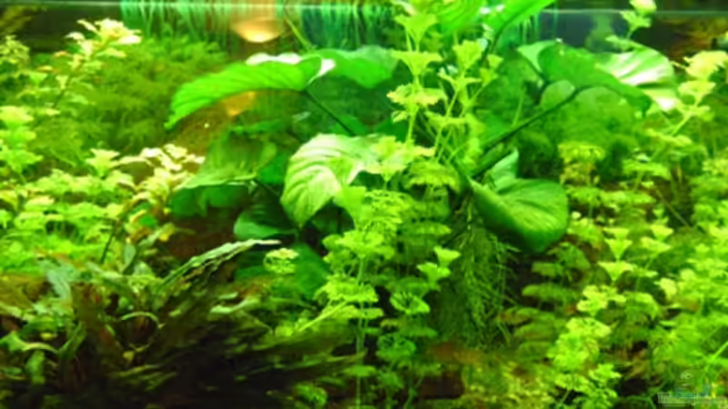 Aquarium Hauptansicht von Becken 5912 von Franziska Weinfurtner (1)