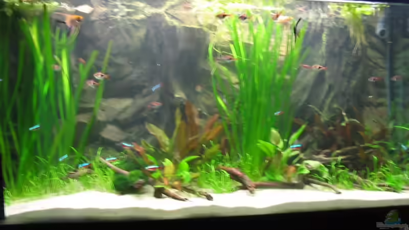 Aquarium Hauptansicht von Becken 5931