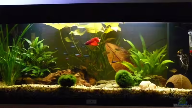 Aquarium Hauptansicht von Becken 5935
