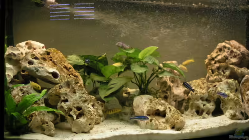 Aquarium Hauptansicht von Becken 594 von Jens Heider (1) (2)