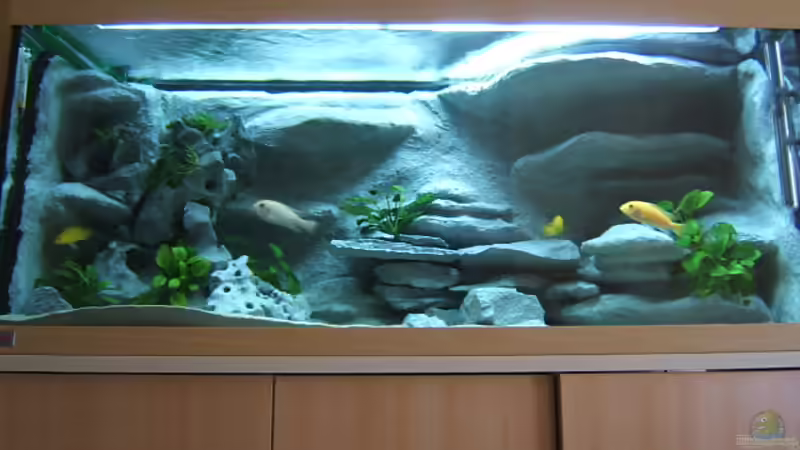 Aquarium Hauptansicht von Becken 5960 von Salzeritis (1)