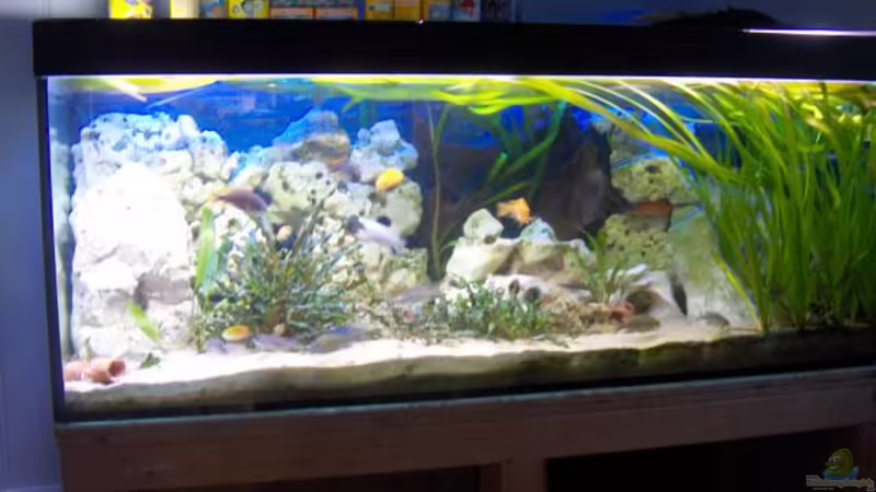 Aquarium Hauptansicht von Becken 6000 von Marcel Lüthi (1)