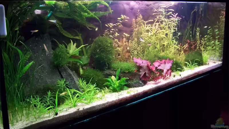 Aquarium Hauptansicht von Becken 6020 von Michael Hellberg (1)