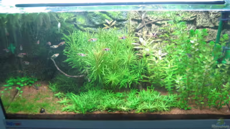 Aquarium Hauptansicht von Becken 6027 von Micha78 (1)