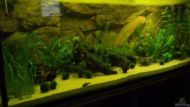 Aquarium Hauptansicht von Becken 6029 von Mario Mehren (1)