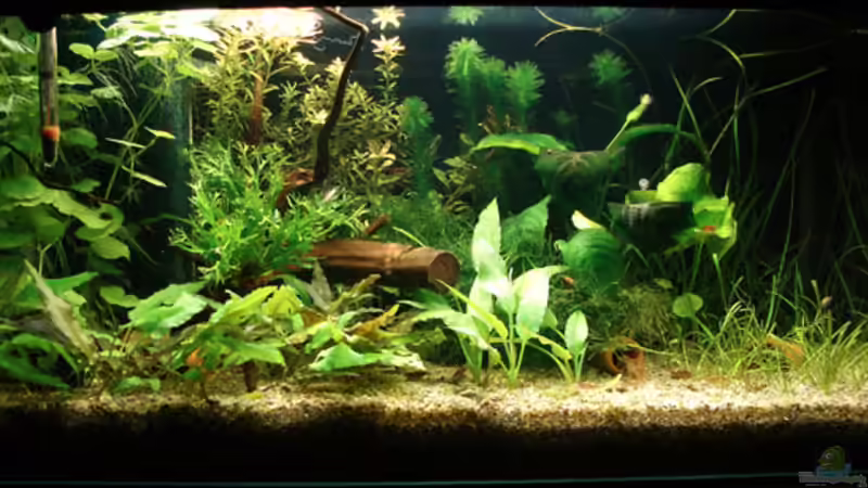 Aquarium Hauptansicht von Becken 6043 von Claudia Knops (1)