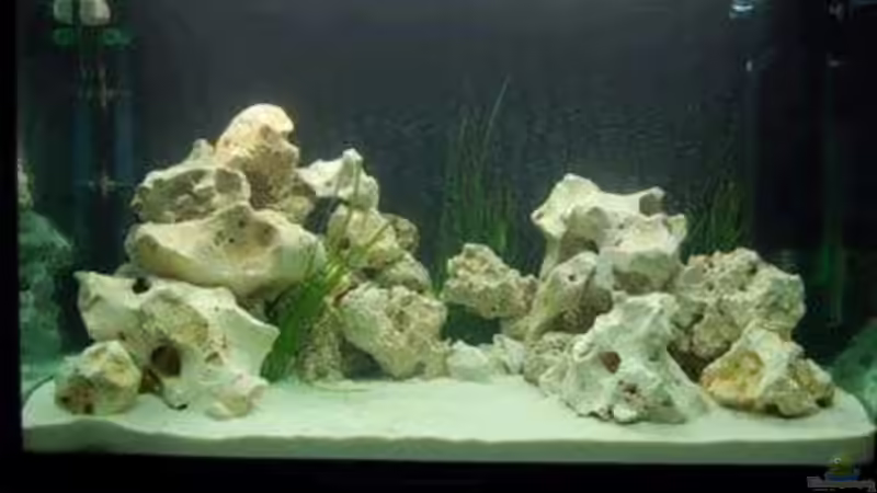 Aquarium Hauptansicht von Becken 6045 von Nikolai Straub-Hansen (1)