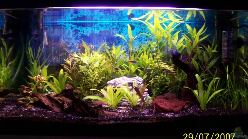 Aquarium Hauptansicht von Becken 6057