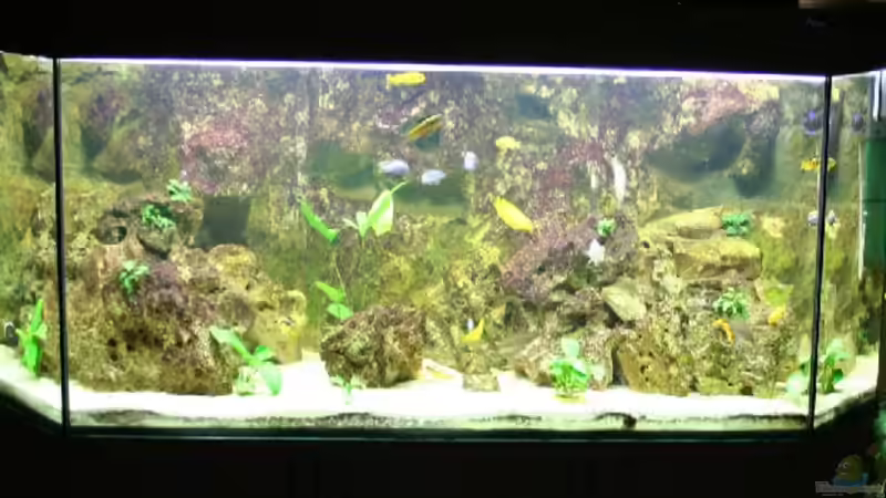 Aquarium Hauptansicht von Becken 606 von Timmy Pätzel (1)