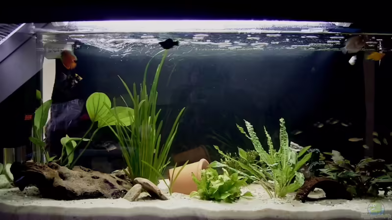 Aquarium Hauptansicht von Becken 6060