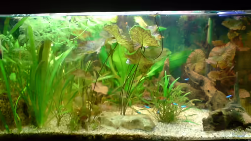 Aquarium Hauptansicht von Becken 6061