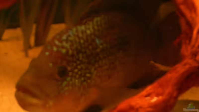 Aquarium Hauptansicht von Becken 6124