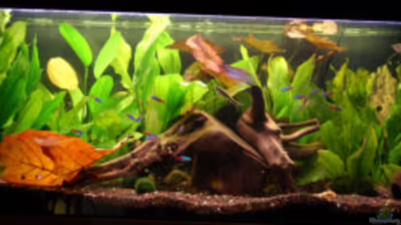 Aquarium Hauptansicht von Becken 6132