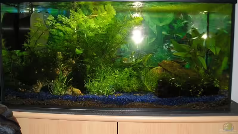 Aquarium Hauptansicht von Becken 6139 von Sabrina Schenk (1)