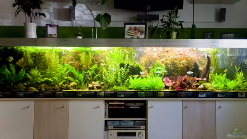 Aquarium Hauptansicht von Becken 6195 von Thomas Hermsdorf (1)