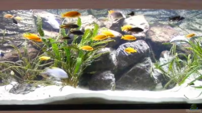 Aquarium Hauptansicht von Becken 6207 von Mike Hügi (1)