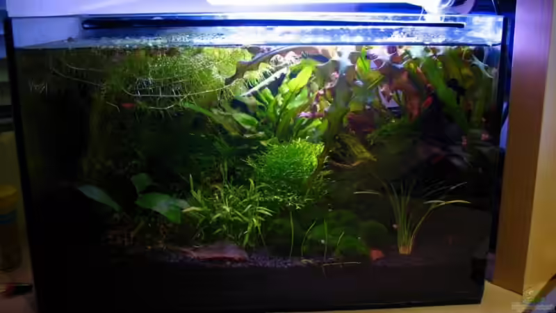Aquarium Hauptansicht von Becken 6213