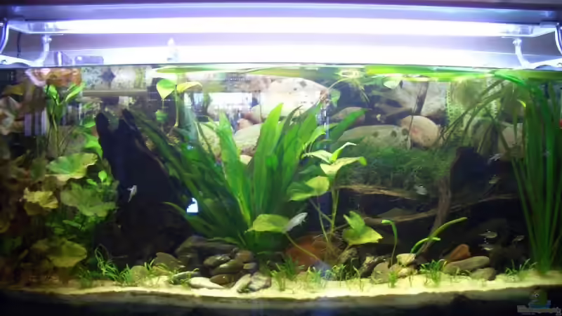 Aquarium Hauptansicht von Becken 6220 von Dennis Kühne (1)