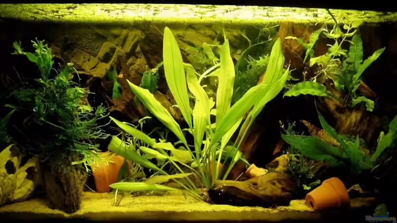 Aquarium Hauptansicht von Becken 6227 von Tobias Kappe (1)