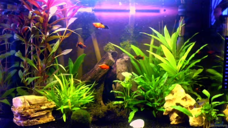 Aquarium Hauptansicht von Becken 6233