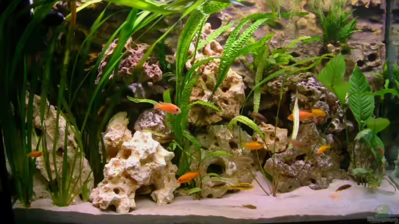 Aquarium Hauptansicht von Becken 6244 von Oliver Rädel (1)