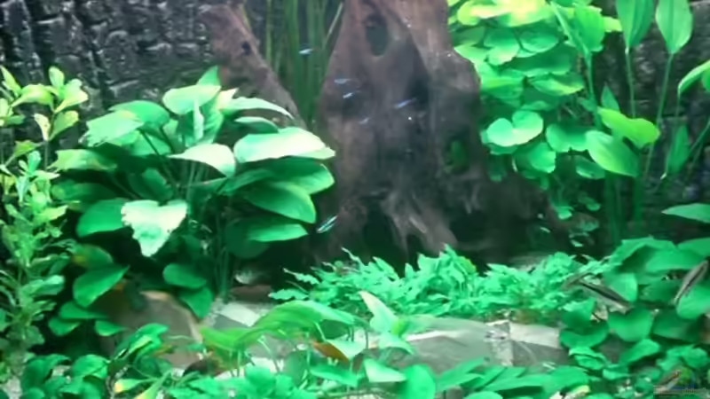 Aquarium Hauptansicht von Becken 6252 von Christoph Doberer (1)