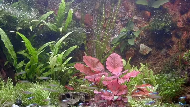 Aquarium Hauptansicht von Becken 6267 von Thomas Mühlan (1)