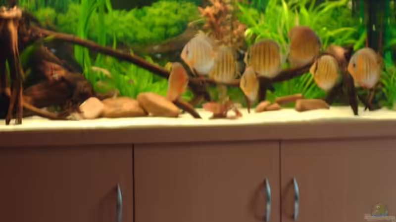 Aquarium Hauptansicht von Becken 6282 von Christoph Schulz (1)