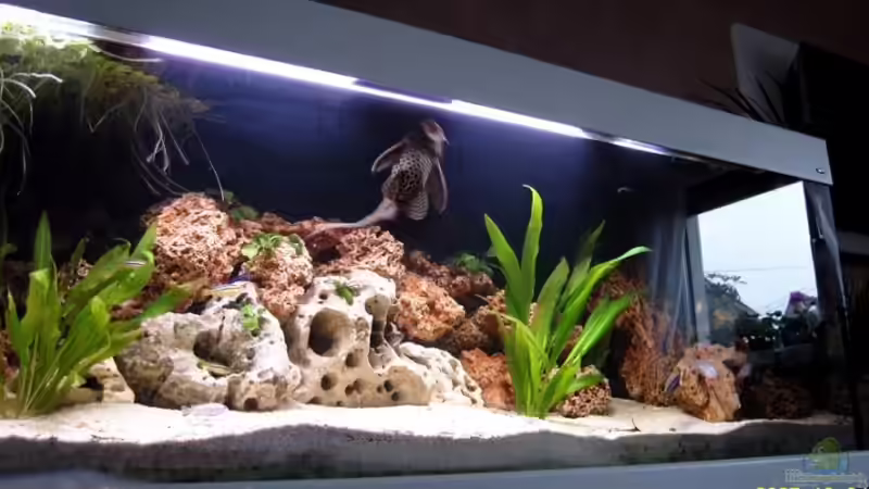 Aquarium Hauptansicht von Becken 6289 von Sebastian Schüler (1)