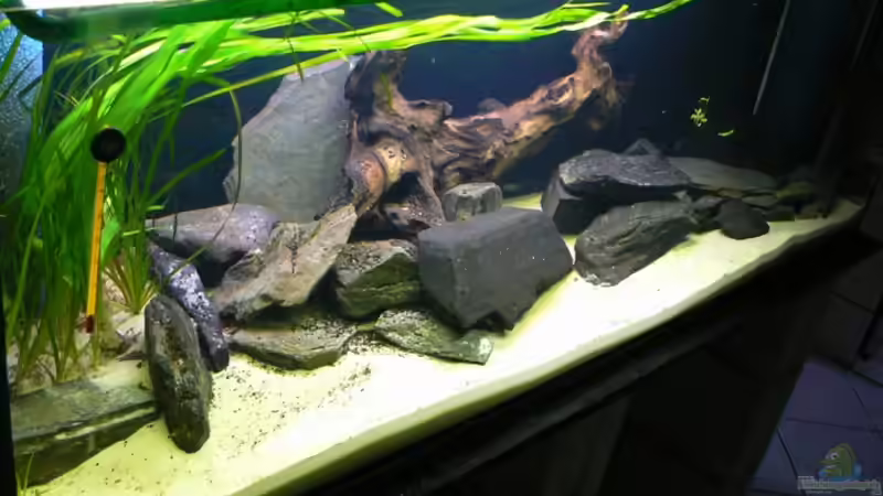 Aquarium Hauptansicht von Becken 6291 von René Leubecher (1)