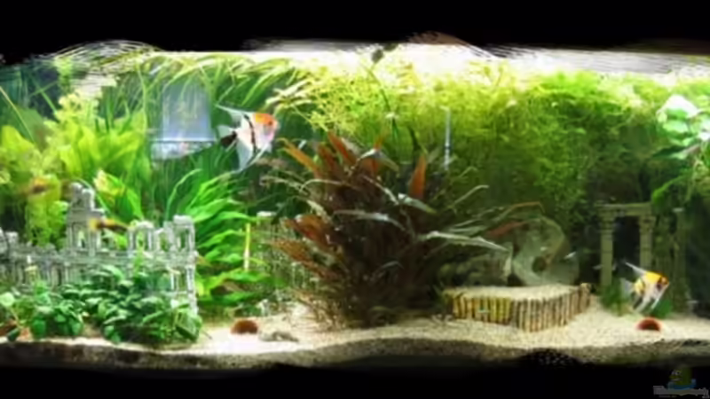 Aquarium Hauptansicht von Becken 6316 von Beat Affolter (1)