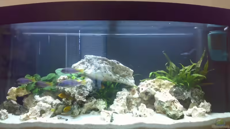 Aquarium Hauptansicht von Becken 6317