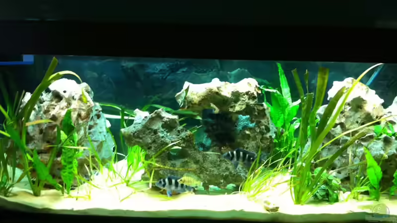 Aquarium Hauptansicht von Becken 6318